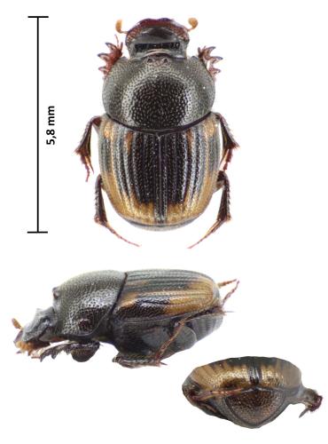 Onthophagus sellatus